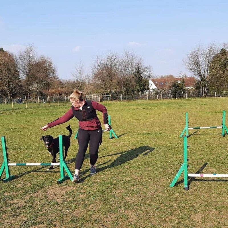 Agility Training - Royal Hounds Dog Park Gallery