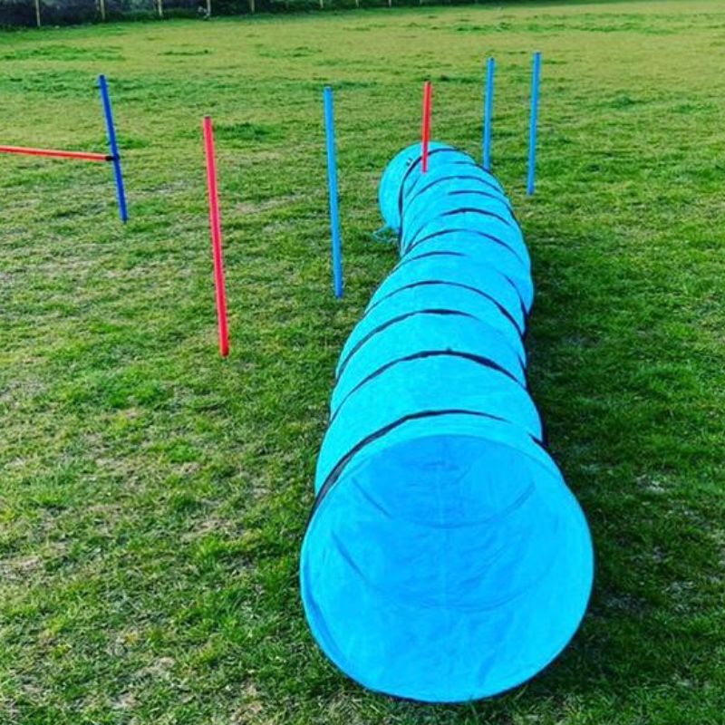 Agility Training Royal Hounds Dog Park