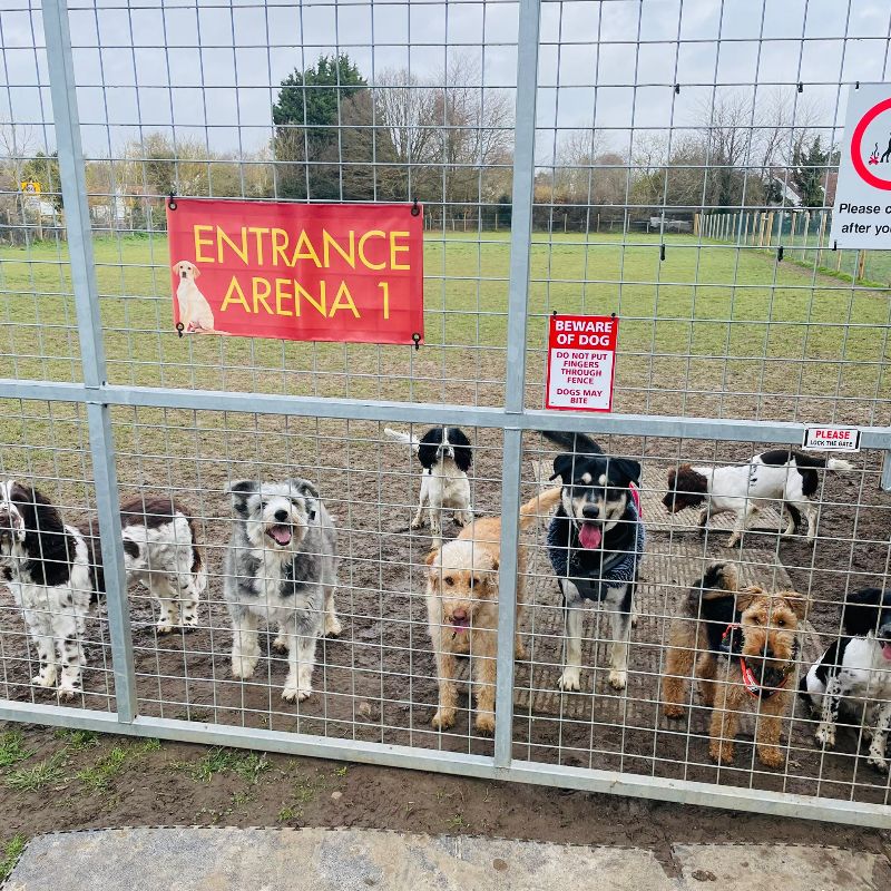 March 2023 - Some New Photos - Royal Hounds Dog Park Gallery