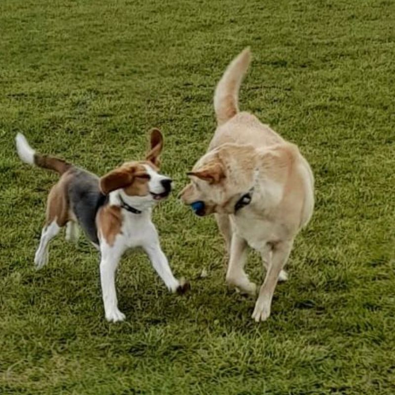 March 2023 - Some New Photos Gallery Image - Royal Hounds Dog Park